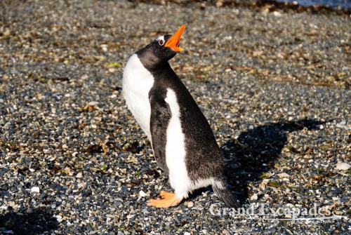 There are also about 50 couples of adult Gentoo Penguins, which are much bigger, about 70 centimeters high, with orange feet and beaks. - Gentoo Penguin (Pygoscelis papua), Tierra del Fuego (Fireland), near Ushuaia, South Patagonia, Argentina, South America