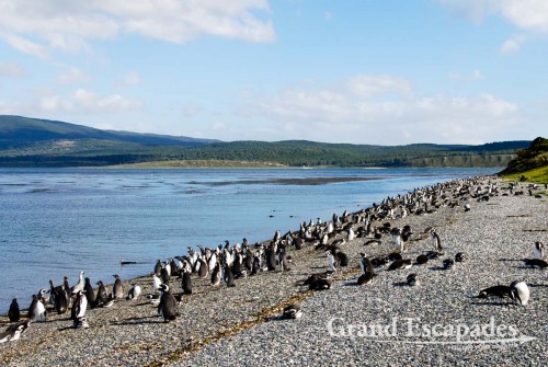 The penguin colony is much smaller than the one in Punta Tombo near Peninsula Valdez but very different. There are far less penguins here but the scenery is so nice, not the monotonous steppe so typical for Patagonia - Tierra del Fuego (Fireland), near Ushuaia, South Patagonia, Argentina, South America