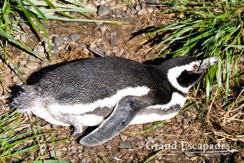 Magellanic Penguins (Spheniscus magellanicus), Tierra del Fuego (Fireland), near Ushuaia, South Patagonia, Argentina, South America.