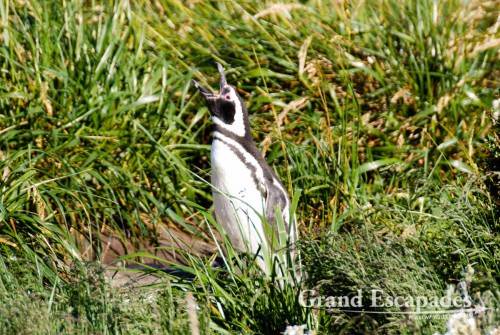 Magellanic Penguins (Spheniscus magellanicus), Tierra del Fuego (Fireland), near Ushuaia, South Patagonia, Argentina, South America.