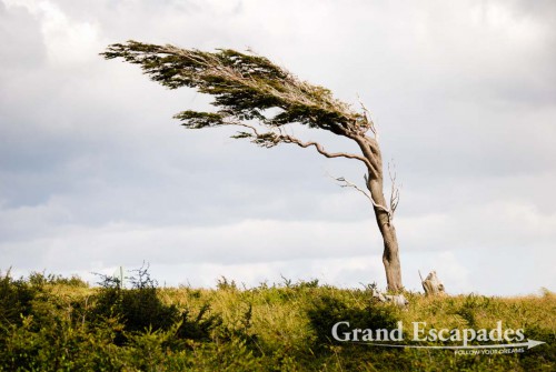 Trees are shaped by the permanent and strong winds, Tierra del Fuego (Fireland), near Ushuaia, South Patagonia, Argentina, South America.