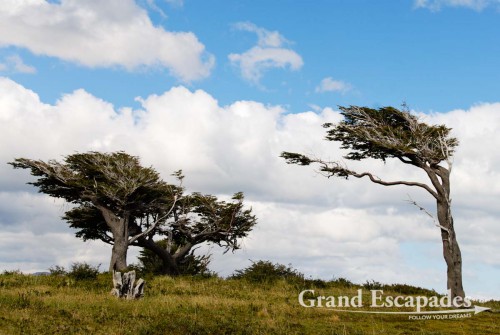 Trees are shaped by the permanent and strong winds, Tierra del Fuego (Fireland), near Ushuaia, South Patagonia, Argentina, South America.
