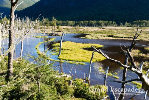 50.000 beavers are now roaming the woods, gnawing down trees and building huge dams which naturally lead to flooding the area. This is their way to create a sheltered environment, since they build their "home" in the middle of these artificially created lakes, Tierra del Fuego (Fireland), near Ushuaia, South Patagonia, Argentina, South America