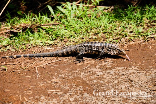 A huge lezzard, Iguazu Falls, Brazil