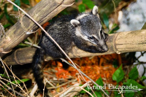 Coati (Nasua nasua), Iguazu National Park, Brazil