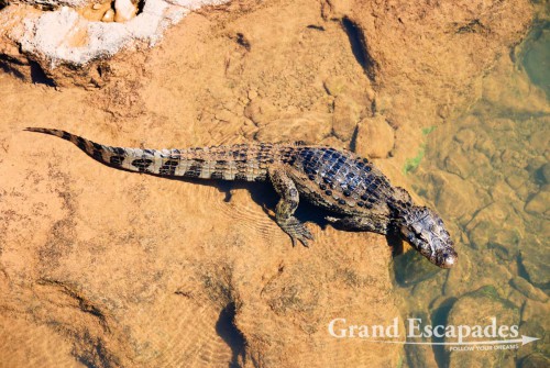 Caiman (Caimaninae), Iguazu National Park, Iguazu, Argentina, South America