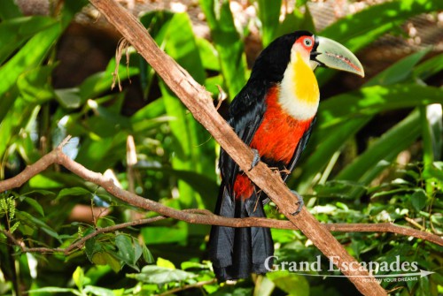 Channel-Billed Toucan (Ramphastos Vitellinus), "Parque das Aves", Iguazu National Park, Brazil