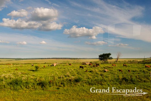 Another long and boring bus ride through the vast Pampa with nothing to see but grazing cows, Argentina