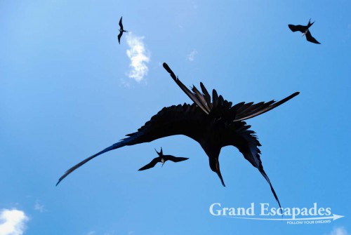 Bird diving to catch small fish our guide was throwing in the air, Fernando de Noronha, Brazil