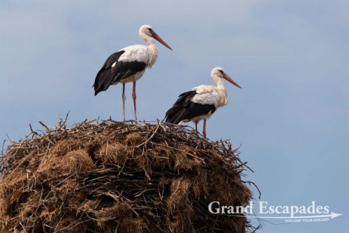 Stork (Ciconiidae) in their nest, Vidin, Bulgaria, Europe