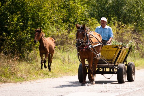 Horse cart, a typical means of transport in rural Bulgaria