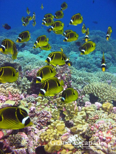 Photo: Guillaume Fuenfrock, 5Rock Production, Fakarava, French Polynesia. We are just overwhelmed by the sheer abundance of fish we have seen...