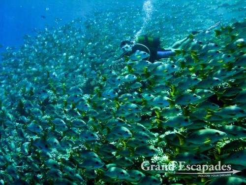 Photo: Guillaume Fuenfrock, 5Rock Production, Fakarava, French Polynesia. We are just overwhelmed by the sheer abundance of fish we have seen...
