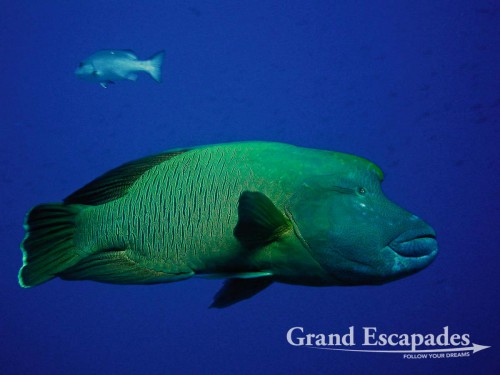 Photo: Guillaume Fuenfrock, 5Rock Production, Fakarava, French Polynesia. We are just overwhelmed by the sheer abundance of fish we have seen...