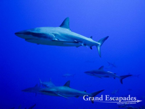 Photo: Guillaume Fuenfrock, 5Rock Production, Fakarava, French Polynesia. In five dives, we actually saw more than two hundred Grey Reef Sharks, sometimes being surrounded by them and having them swimming between us
