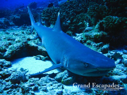 Photo: Guillaume Fuenfrock, 5Rock Production, Fakarava, French Polynesia. In five dives, we actually saw more than two hundred Grey Reef Sharks, sometimes being surrounded by them and having them swimming between us