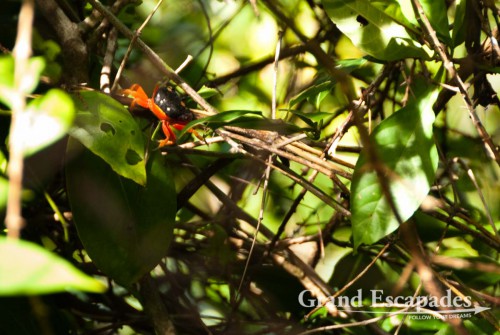 These crabs do not only live on the beach but in the forest and even on top of the hill. They are simply everywhere. But what was most stunning was to discover they also climb trees to reach new leaves to munch on. So yes, in and near the Mono Feliz, you will see crabs in the trees!