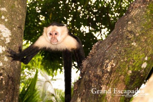 White-faced capuchin (Cebus capucinus), also called mono cariblanco, in the secondary rain forest, Punta Burica, Golfo de Chiriqui, Panama, close to the Border to Costa Rica, Central America