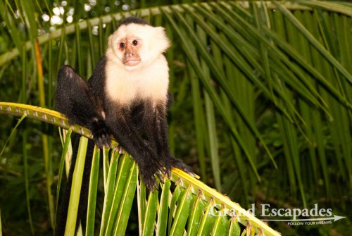 White-faced capuchin (Cebus capucinus), also called mono cariblanco, in the secondary rain forest, Punta Burica, Golfo de Chiriqui, Panama, close to the Border to Costa Rica, Central America