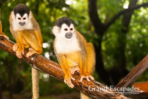 Highly endangered specie, Central American Squirrel Monkey (Saimiri oerstedii), also called Mono Titi, in the secondary rain forest, Punta Burica, Golfo de Chiriqui, Panama, close to the Border to Costa Rica, Central America