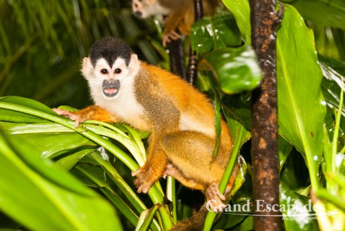 Highly endangered specie, Central American Squirrel Monkey (Saimiri oerstedii), also called Mono Titi, in the secondary rain forest, Punta Burica, Golfo de Chiriqui, Panama, close to the Border to Costa Rica, Central America
