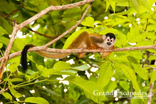 Highly endangered specie, Central American Squirrel Monkey (Saimiri oerstedii), also called Mono Titi, in the secondary rain forest, Punta Burica, Golfo de Chiriqui, Panama, close to the Border to Costa Rica, Central America