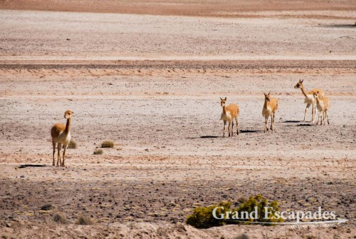 Rare Vicunas, Parque Nacional Salinas, between Arequipa & the Canyon del Colca, Peru