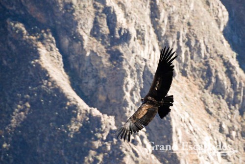 At Cruz del Condor, we could see many Condors gliding through the Canyon in the morning sun for more than two hours ...