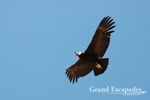 Condor (Vultur gryphus),  Cruz del Condor, Colca Canyon or Canyon de Colca, Cabanaconde, Peru