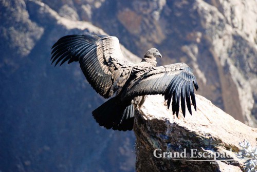 Condor (Vultur gryphus),  Cruz del Condor, Colca Canyon or Canyon de Colca, Cabanaconde, Peru