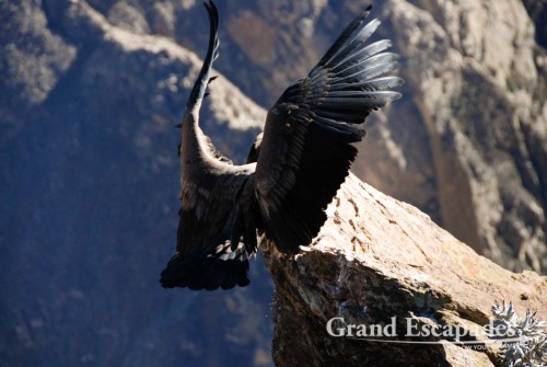 Condor (Vultur gryphus),  Cruz del Condor, Colca Canyon or Canyon de Colca, Cabanaconde, Peru