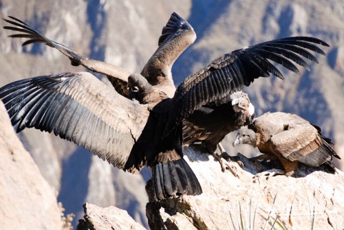 Condor (Vultur gryphus),  Cruz del Condor, Colca Canyon or Canyon de Colca, Cabanaconde, Peru