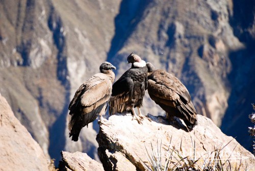 Condor (Vultur gryphus),  Cruz del Condor, Colca Canyon or Canyon de Colca, Cabanaconde, Peru
