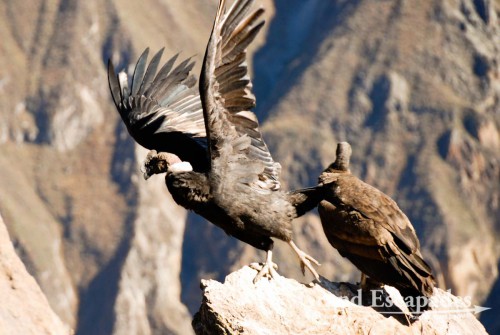 Condor (Vultur gryphus),  Cruz del Condor, Colca Canyon or Canyon de Colca, Cabanaconde, Peru