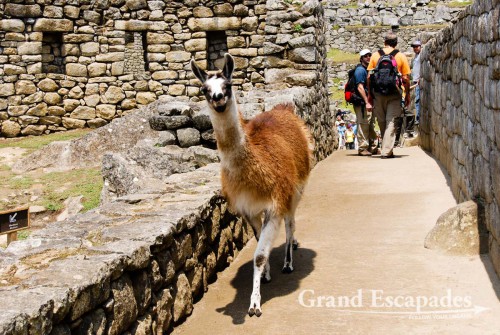 Lamas quietly stroling Machu Picchu, Cuzco, Peru