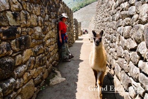 Lamas quietly stroling Machu Picchu, Cuzco, Peru