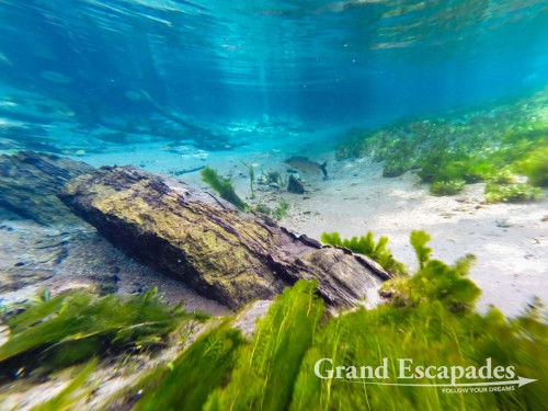 Snorkling in Rio Sucuri, Bonito, Brazil