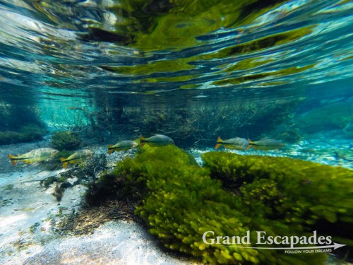 Snorkling in Rio Sucuri, Bonito, Brazil