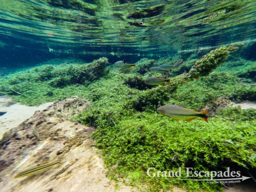 Snorkling in Rio de Prata, Bonito, Brazil
