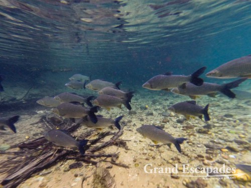 Snorkling in Rio de Prata, Bonito, Brazil