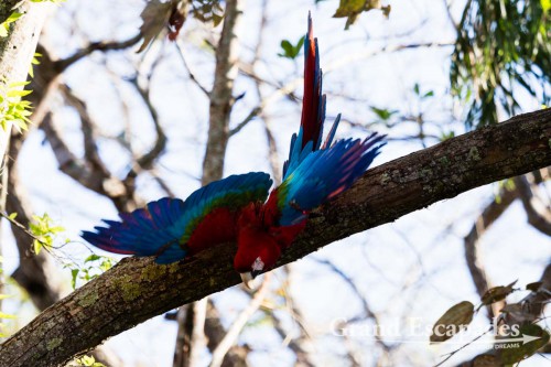 Ara Macao, Bonito, Brazil