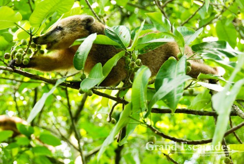 Coati (Nasua nasua), Iguazu National Park, Brazil