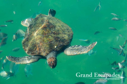 Turtle at Ilha Grande, Rio de Janeiro, Brazil