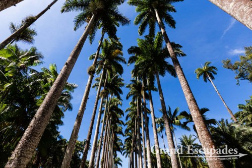 Jardim Botanico or Botanical Garden, Rio de Janeiro, Brazil