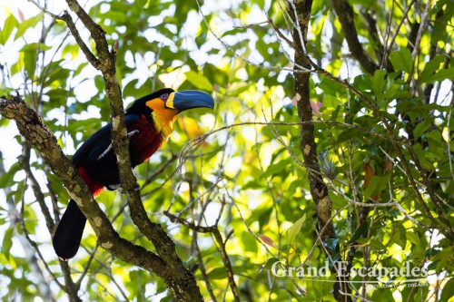 Channel-Billed Toucan (Ramphastos Vitellinus), Jardim Botanico, Rio de Janeiro, Brazil