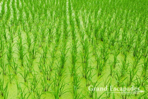 Rice Terraces of Ping’An, China