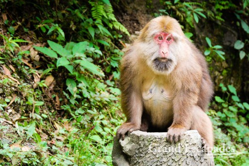 Emei Shan, the Holy Mountain, near Chengdu, China