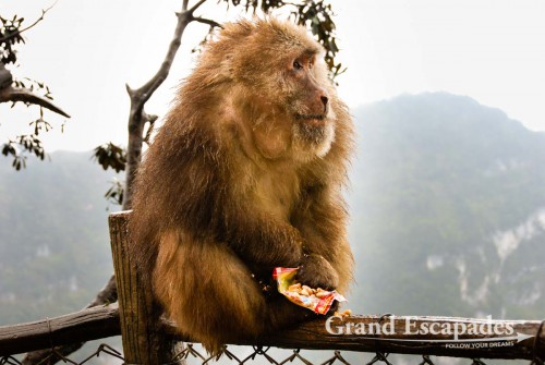 Emei Shan, the Holy Mountain, near Chengdu, China