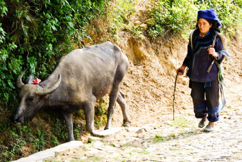 Working on the rice fields at the Rice Terrasses of Yuanyang, Yunnan, China