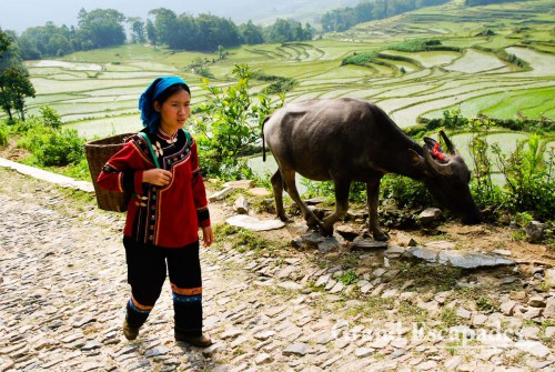 Working on the rice fields at the Rice Terrasses of Yuanyang, Yunnan, China